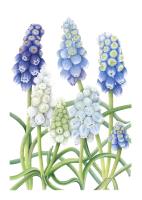 One Species, Four Colors (Muscari pseudopallens)
